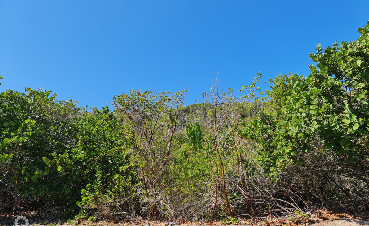 View to Bluff from South Side Road