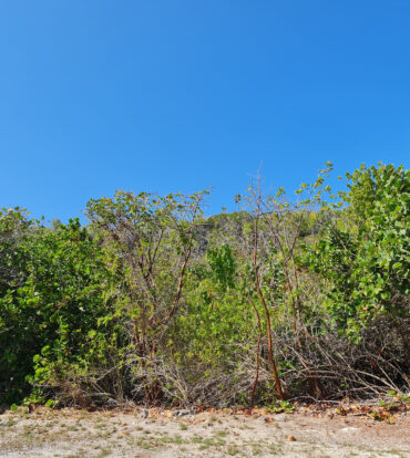 View to Bluff from South Side Road