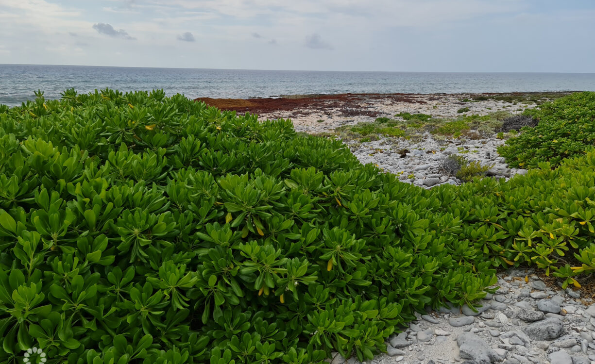 Sea view (mature seagrape from mid property to road)
