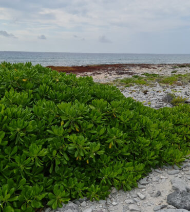 Sea view (mature seagrape from mid property to road)