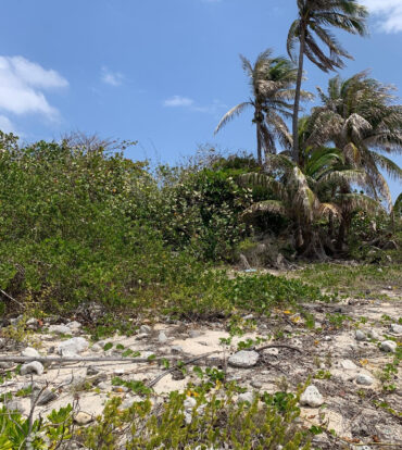 NORTHSIDE OCEAN FRONT AND INLAND PROPERTY
